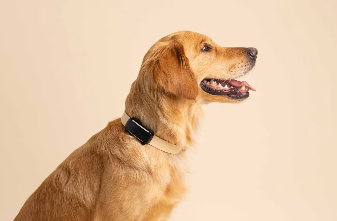 Smart Dog Tracker