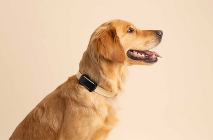 Smart Dog Tracker